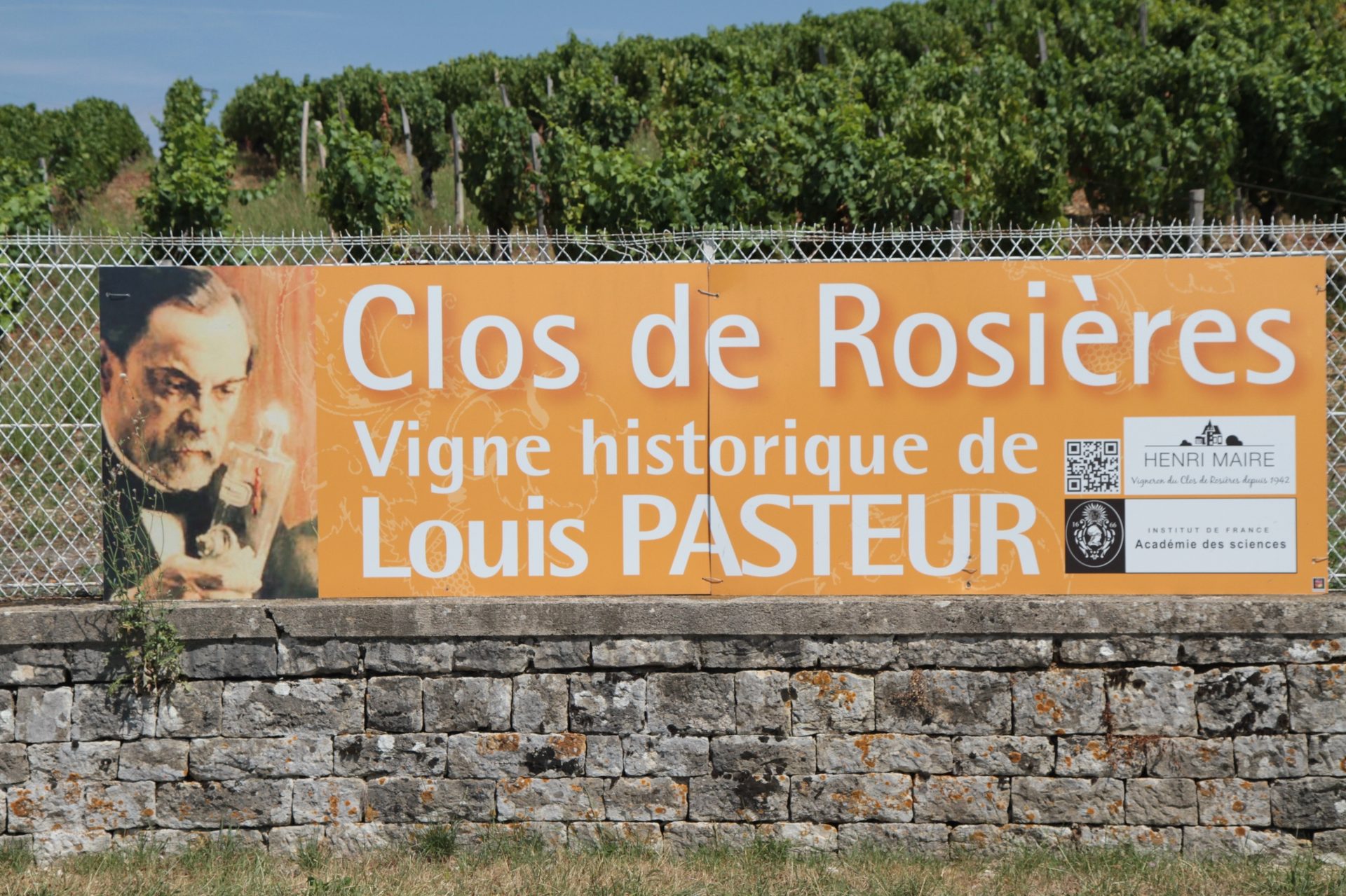 Louis Pasteur historic vineyard, Montigny-les-Arsures - 03.JPG